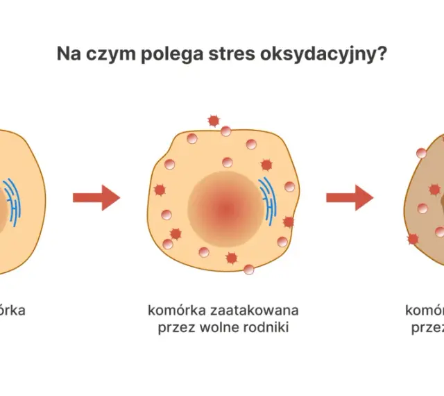 Ilustracja pokazuje, jak wolne rodniki atakują zdrową komórkę, prowadząc do jej uszkodzenia. To jest właśnie stres oksydacyjny.